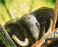 Wild_Elephant